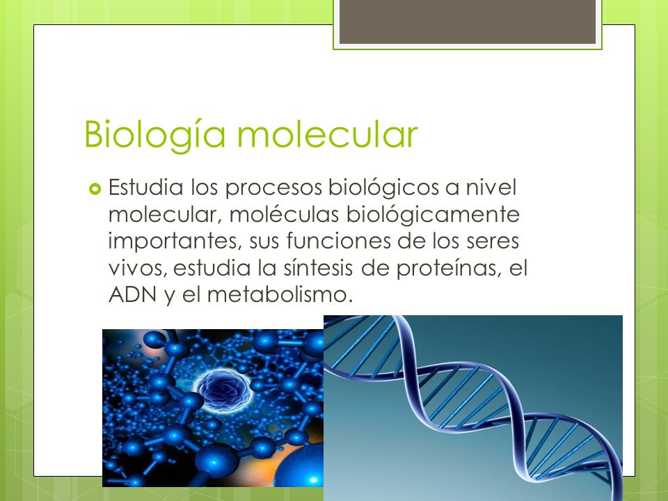 RAMAS DE LA BIOLOGIA La biología utiliza específicamente la física, la  química y las matemáticas. - ppt descargar