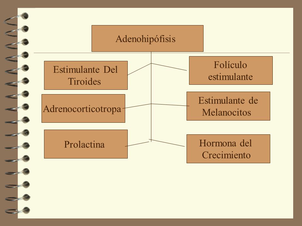 Adenohipófisis Folículo. estimulante. Estimulante Del. Tiroides. Estimulante de. Melanocitos. Adrenocorticotropa.