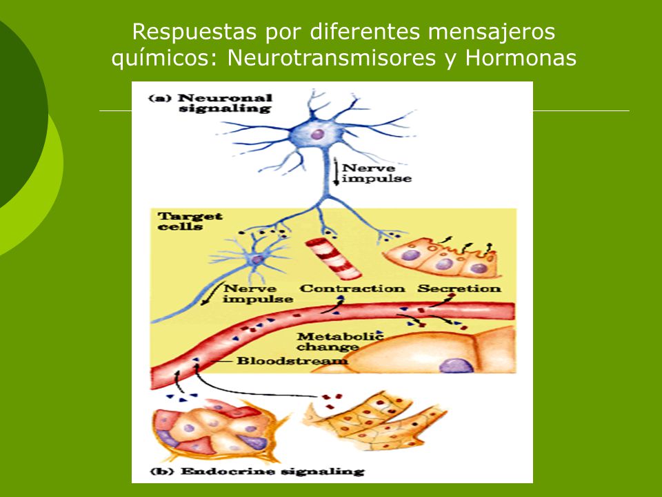 Respuestas por diferentes mensajeros químicos: Neurotransmisores y Hormonas
