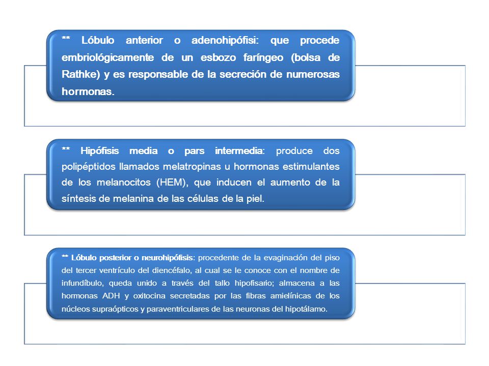 ** Lóbulo anterior o adenohipófisi: que procede embriológicamente de un esbozo faríngeo (bolsa de Rathke) y es responsable de la secreción de numerosas hormonas.