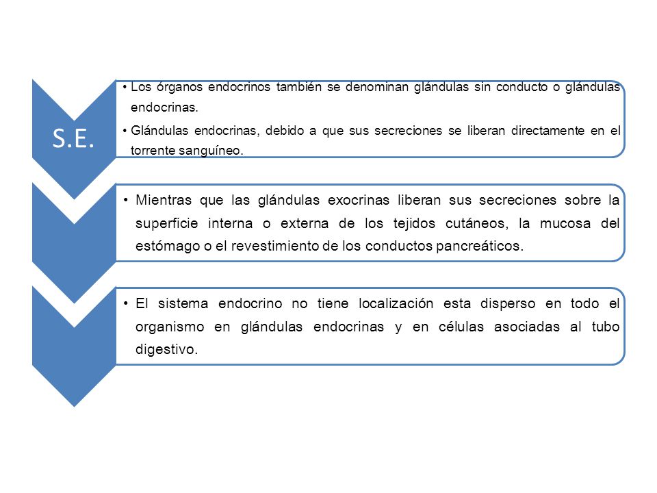 S.E. Los órganos endocrinos también se denominan glándulas sin conducto o glándulas endocrinas.
