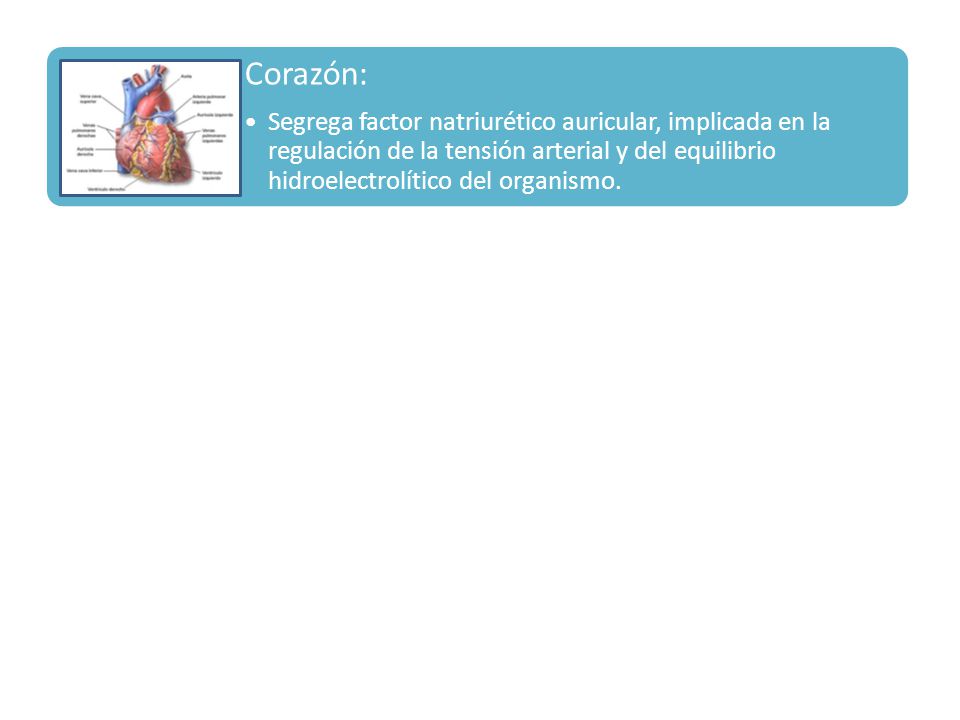 Corazón: Segrega factor natriurético auricular, implicada en la regulación de la tensión arterial y del equilibrio hidroelectrolítico del organismo.