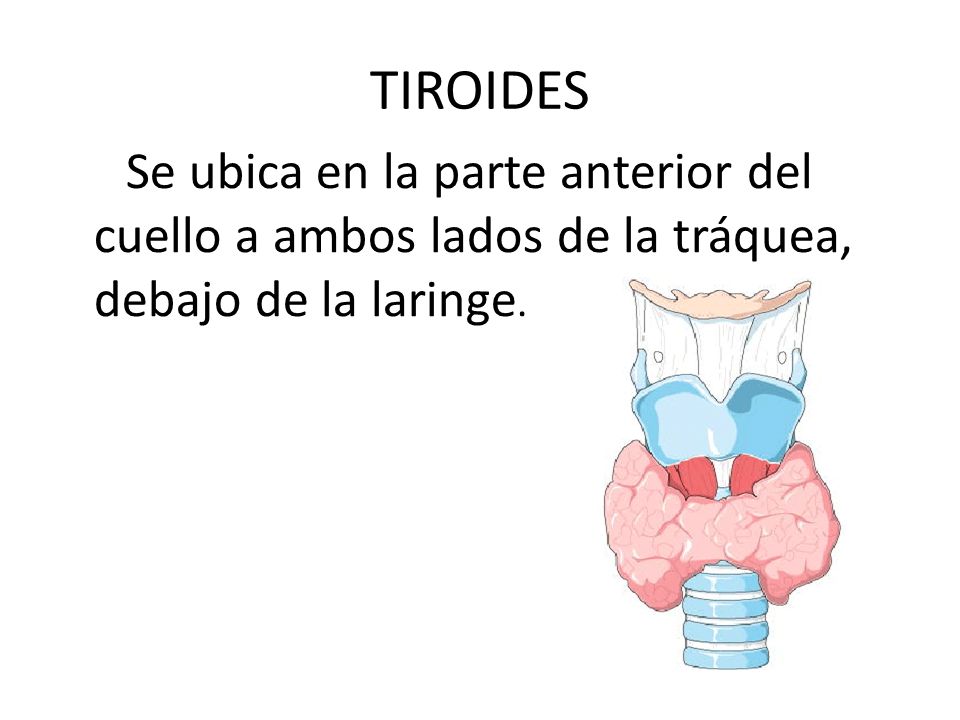 TIROIDES Se ubica en la parte anterior del cuello a ambos lados de la tráquea, debajo de la laringe.