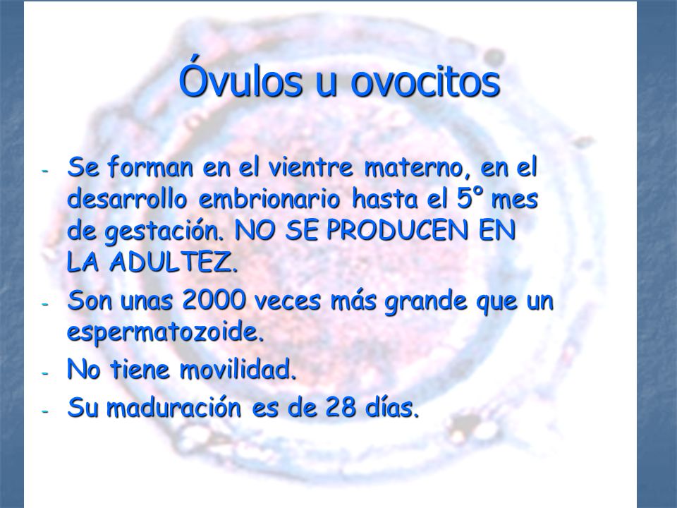 Óvulos u ovocitos Se forman en el vientre materno, en el desarrollo embrionario hasta el 5° mes de gestación. NO SE PRODUCEN EN LA ADULTEZ.
