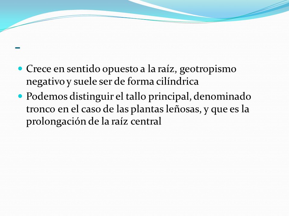 - Crece en sentido opuesto a la raíz, geotropismo negativo y suele ser de forma cilíndrica.