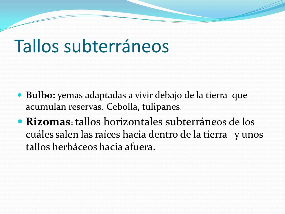 Tallos subterráneos Bulbo: yemas adaptadas a vivir debajo de la tierra que acumulan reservas. Cebolla, tulipanes.