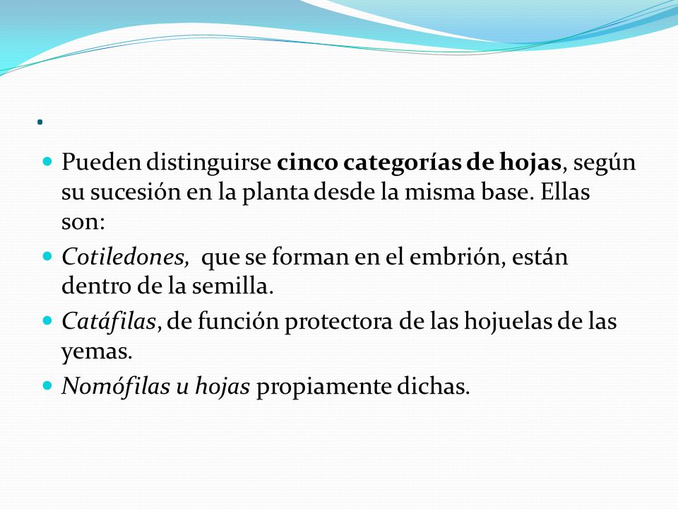 . Pueden distinguirse cinco categorías de hojas, según su sucesión en la planta desde la misma base. Ellas son:
