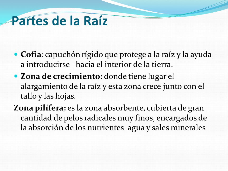 Partes de la Raíz Cofia: capuchón rígido que protege a la raíz y la ayuda a introducirse hacia el interior de la tierra.