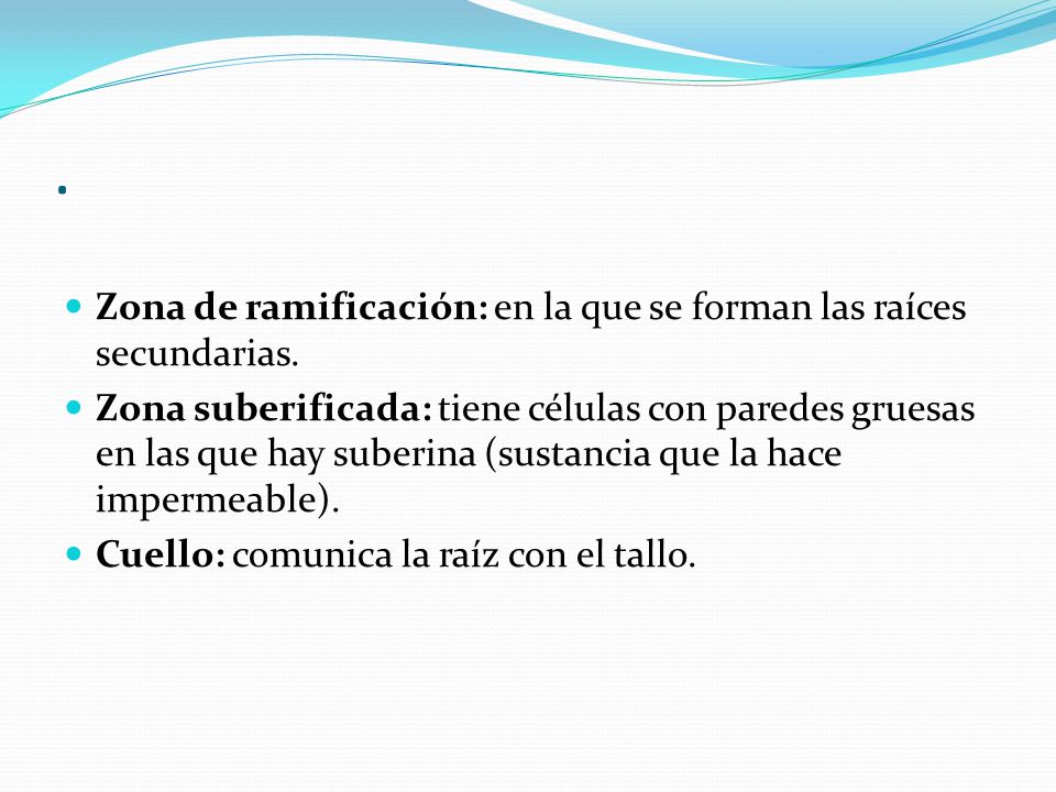 . Zona de ramificación: en la que se forman las raíces secundarias.