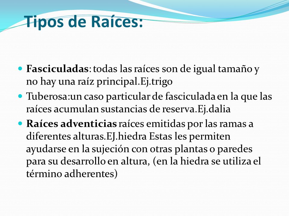 Tipos de Raíces: Fasciculadas: todas las raíces son de igual tamaño y no hay una raíz principal.Ej.trigo.