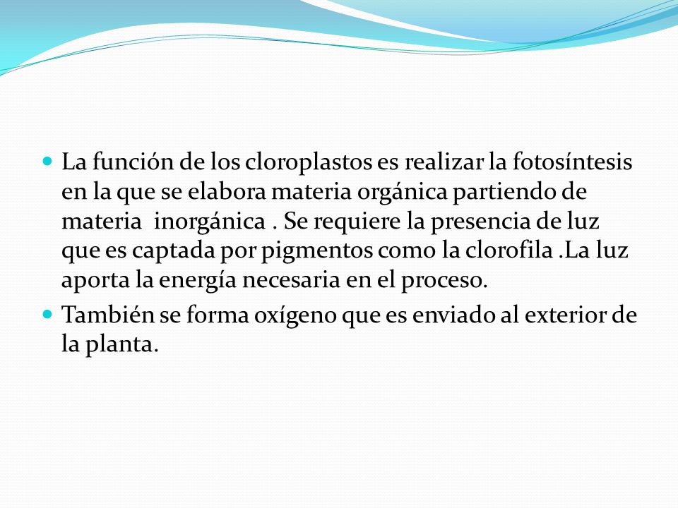 La función de los cloroplastos es realizar la fotosíntesis en la que se elabora materia orgánica partiendo de materia inorgánica . Se requiere la presencia de luz que es captada por pigmentos como la clorofila .La luz aporta la energía necesaria en el proceso.