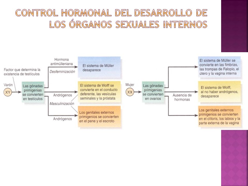Control hormonal del desarrollo de los órganos sexuales internos
