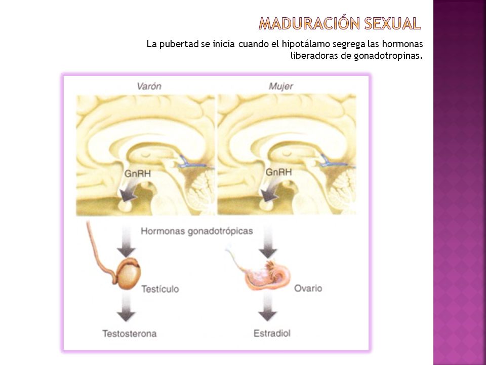 Maduración sexual La pubertad se inicia cuando el hipotálamo segrega las hormonas liberadoras de gonadotropinas.