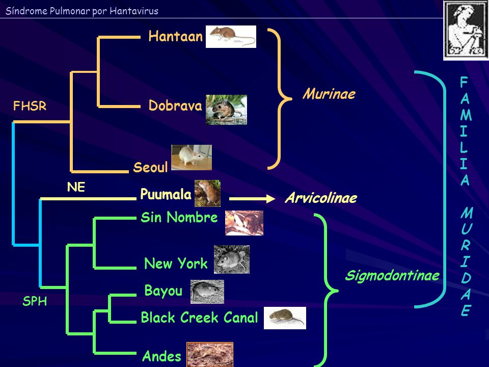 Hantaan F A Murinae M Dobrava I L U R Seoul D Puumala Arvicolinae E