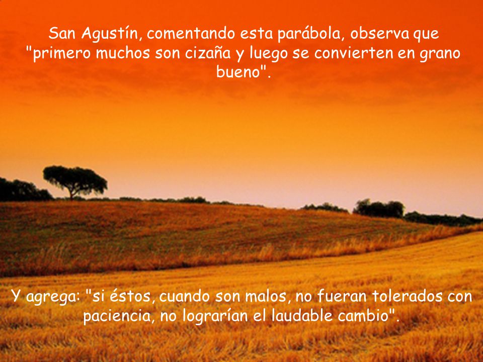 San Agustín, comentando esta parábola, observa que primero muchos son cizaña y luego se convierten en grano bueno .