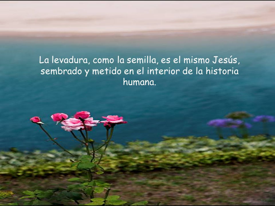 La levadura, como la semilla, es el mismo Jesús, sembrado y metido en el interior de la historia humana.