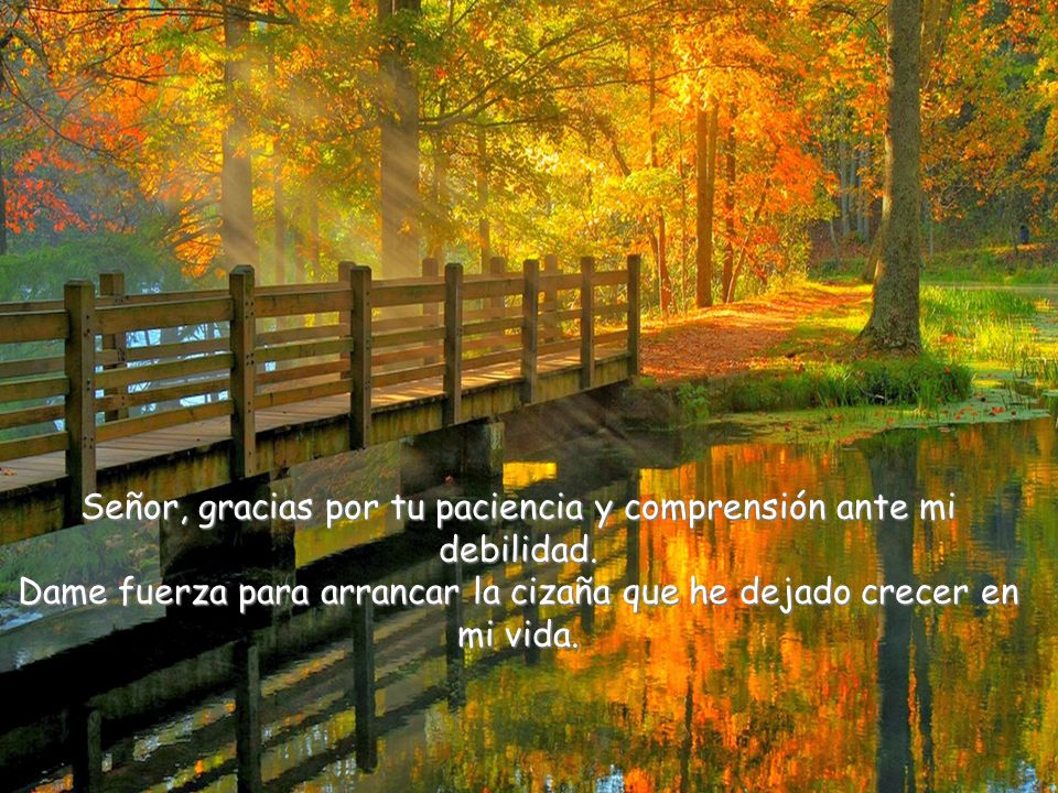 Señor, gracias por tu paciencia y comprensión ante mi debilidad