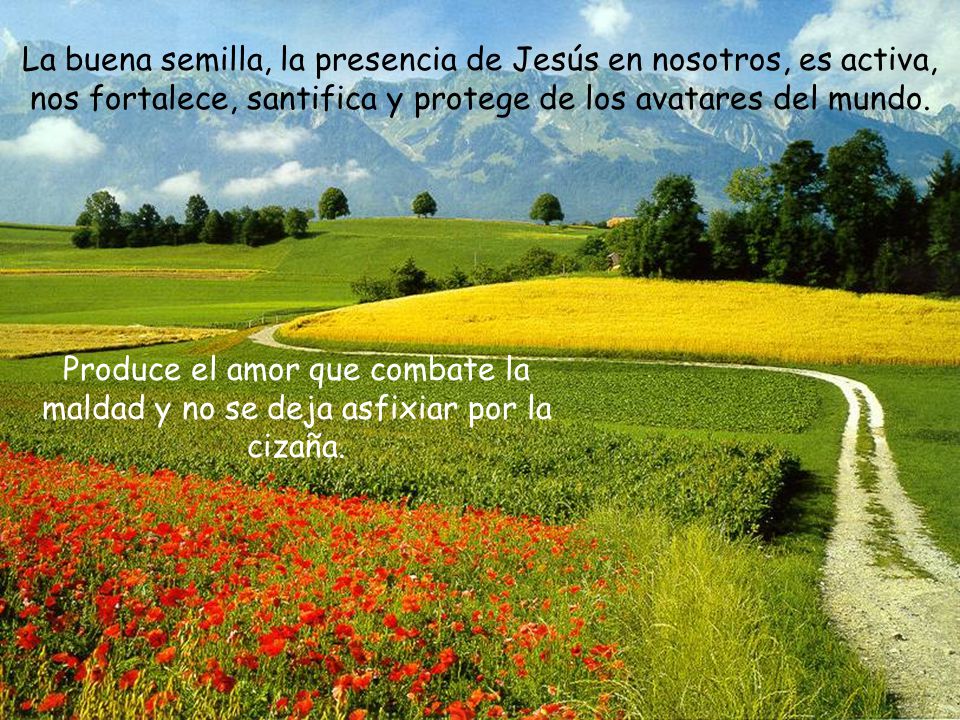 La buena semilla, la presencia de Jesús en nosotros, es activa, nos fortalece, santifica y protege de los avatares del mundo.