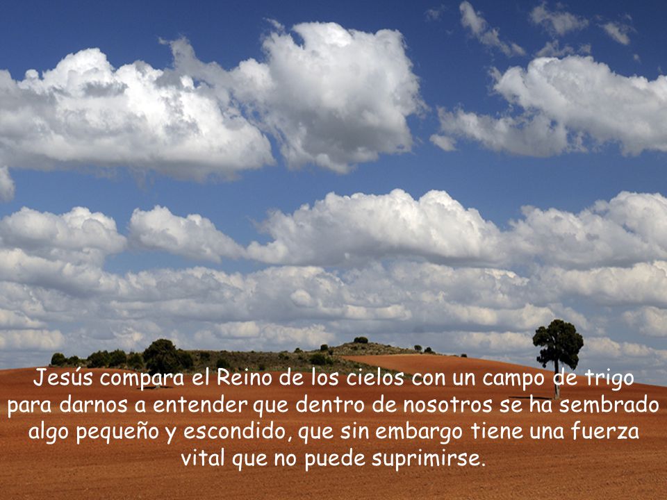 Jesús compara el Reino de los cielos con un campo de trigo para darnos a entender que dentro de nosotros se ha sembrado algo pequeño y escondido, que sin embargo tiene una fuerza vital que no puede suprimirse.