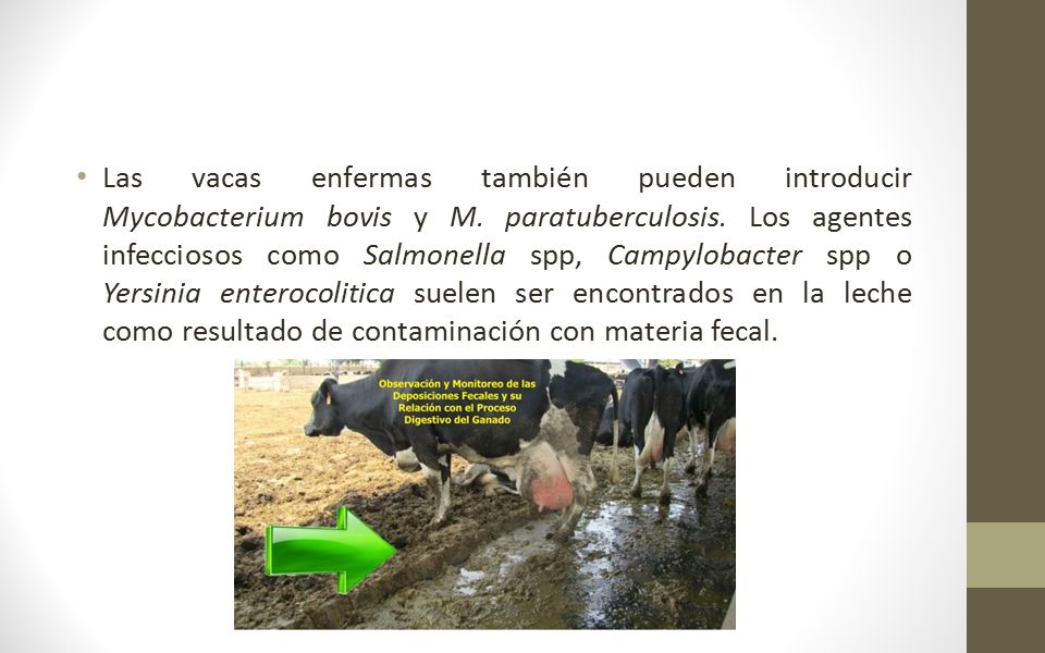 Las vacas enfermas también pueden introducir Mycobacterium bovis y M