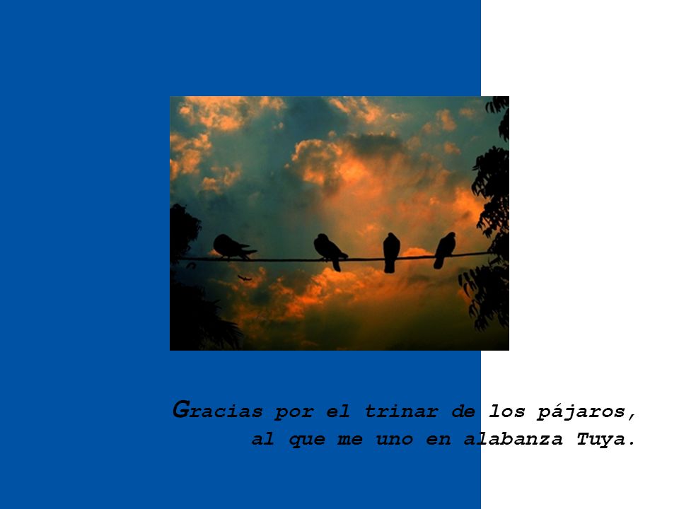 Gracias por el trinar de los pájaros, al que me uno en alabanza Tuya.