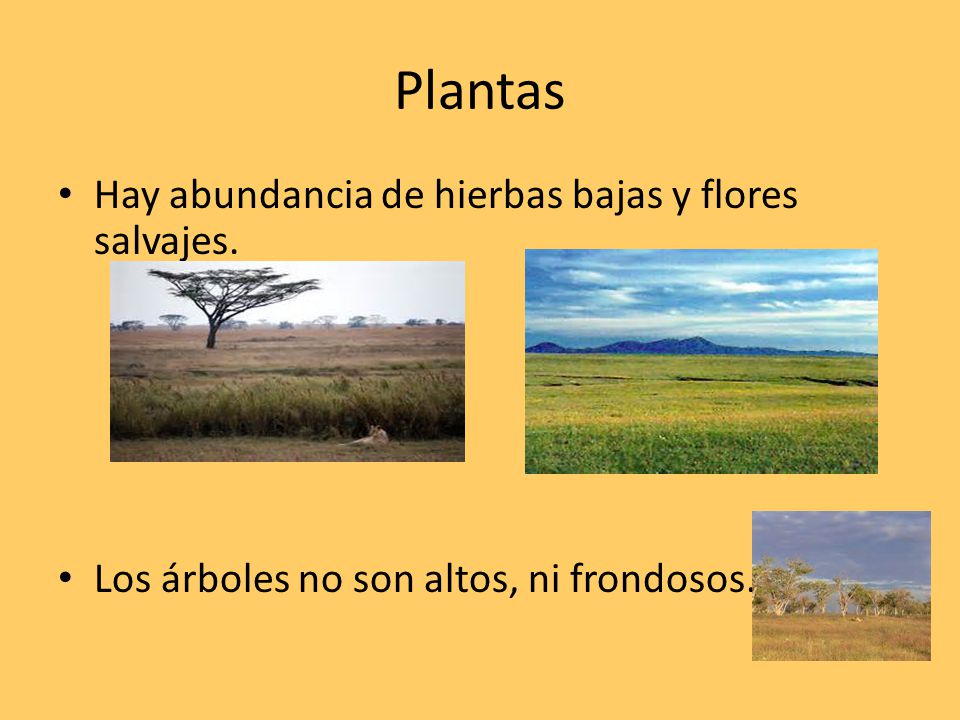 Plantas Hay abundancia de hierbas bajas y flores salvajes.