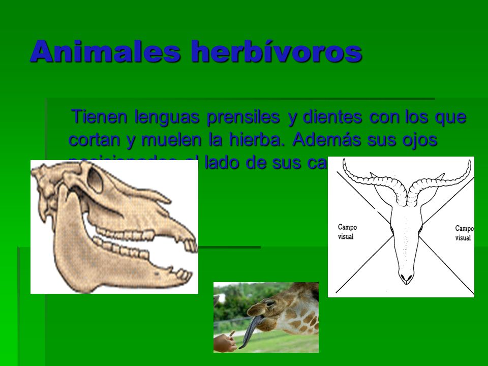 Animales herbívoros Tienen lenguas prensiles y dientes con los que cortan y muelen la hierba.