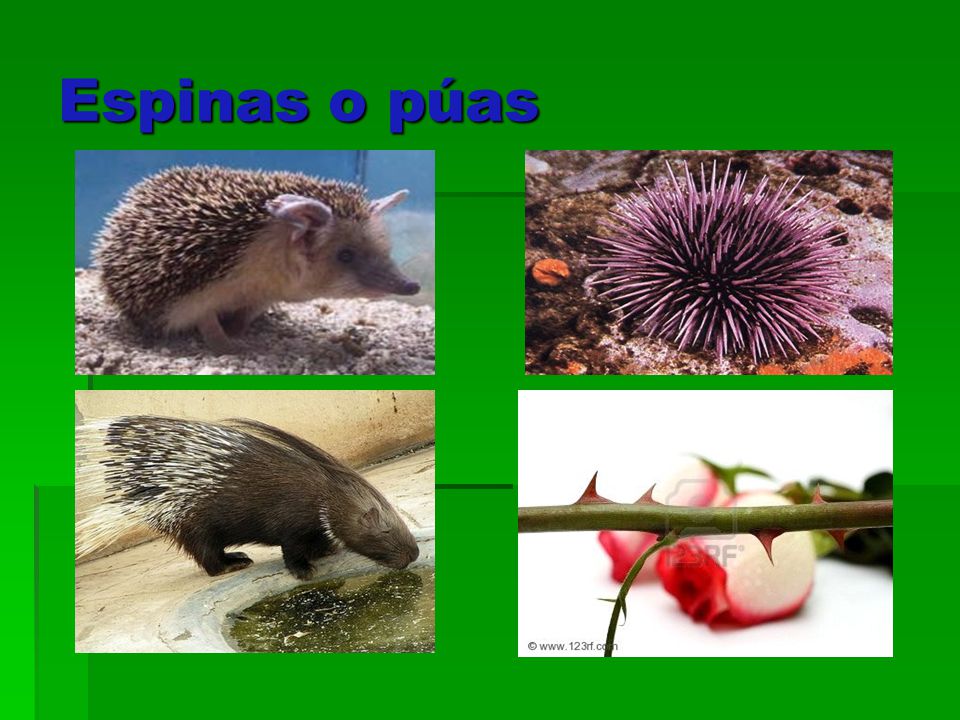 Espinas o púas