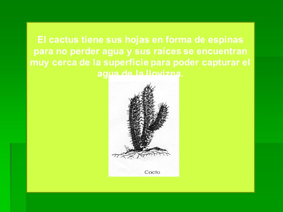 El cactus tiene sus hojas en forma de espinas para no perder agua y sus raíces se encuentran muy cerca de la superficie para poder capturar el agua de la llovizna.