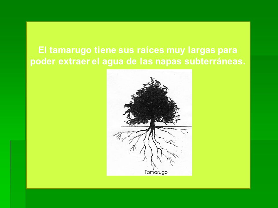 El tamarugo tiene sus raíces muy largas para poder extraer el agua de las napas subterráneas.