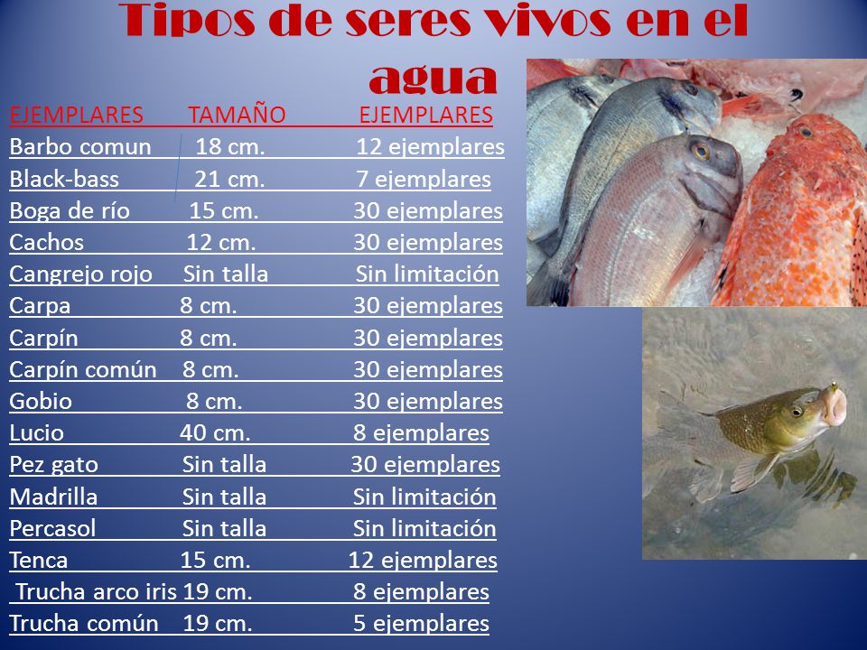 Tipos de seres vivos en el agua