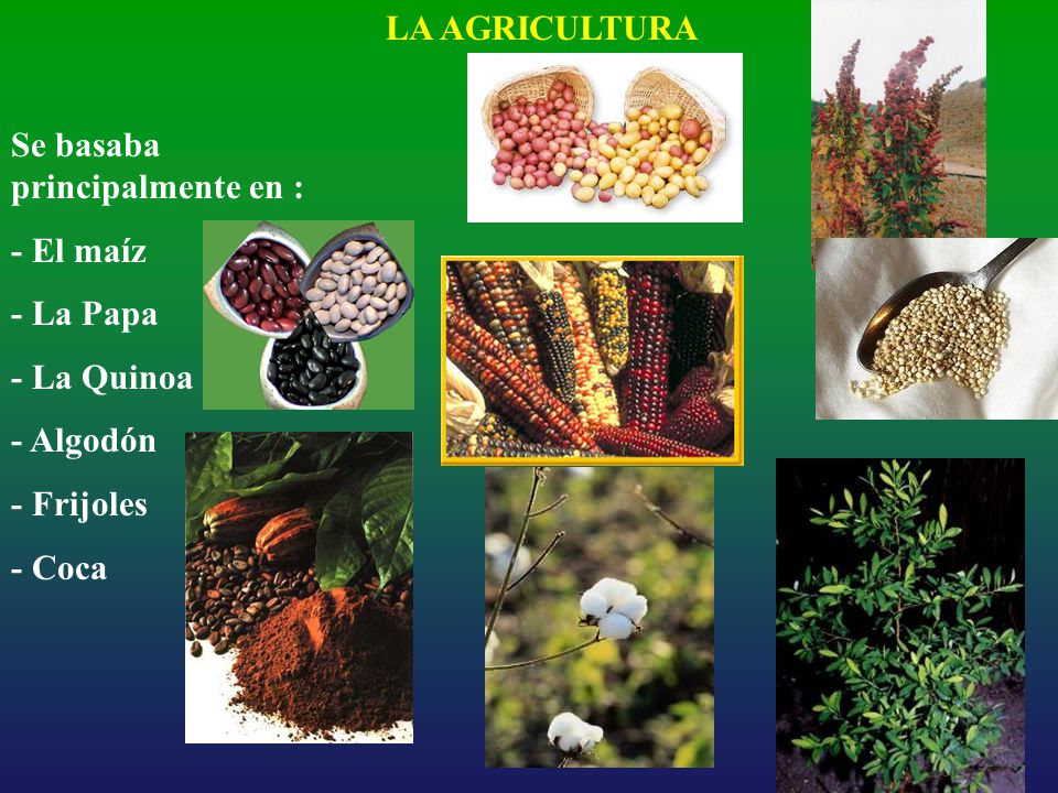 LA AGRICULTURA Se basaba principalmente en : - El maíz. - La Papa. - La Quinoa. - Algodón. - Frijoles.