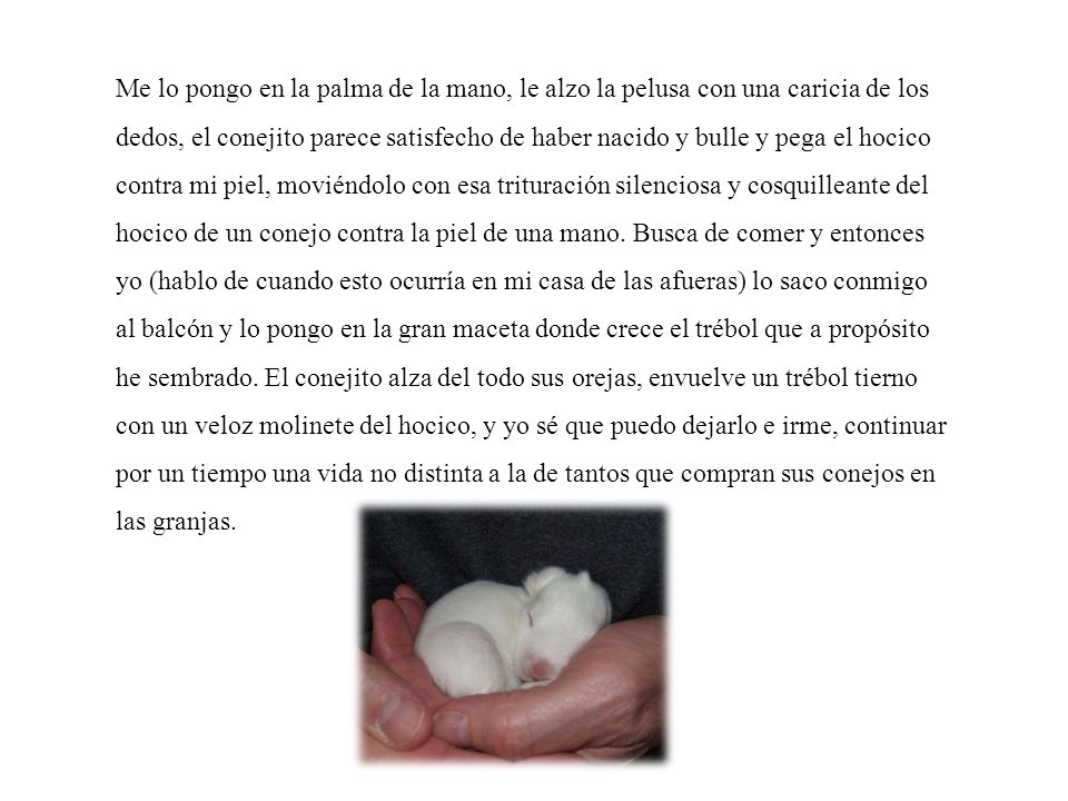 Me lo pongo en la palma de la mano, le alzo la pelusa con una caricia de los dedos, el conejito parece satisfecho de haber nacido y bulle y pega el hocico contra mi piel, moviéndolo con esa trituración silenciosa y cosquilleante del hocico de un conejo contra la piel de una mano.