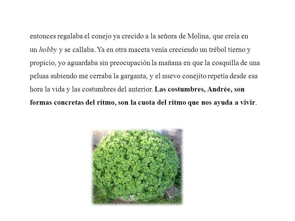 entonces regalaba el conejo ya crecido a la señora de Molina, que creía en un hobby y se callaba.
