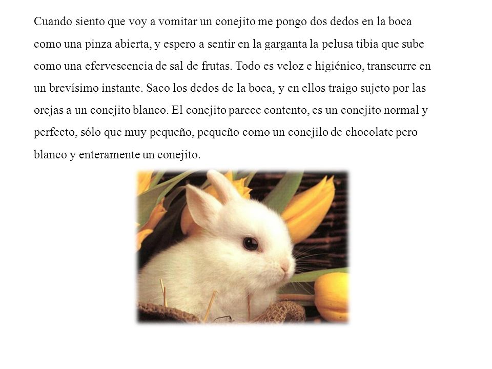 Cuando siento que voy a vomitar un conejito me pongo dos dedos en la boca como una pinza abierta, y espero a sentir en la garganta la pelusa tibia que sube como una efervescencia de sal de frutas.