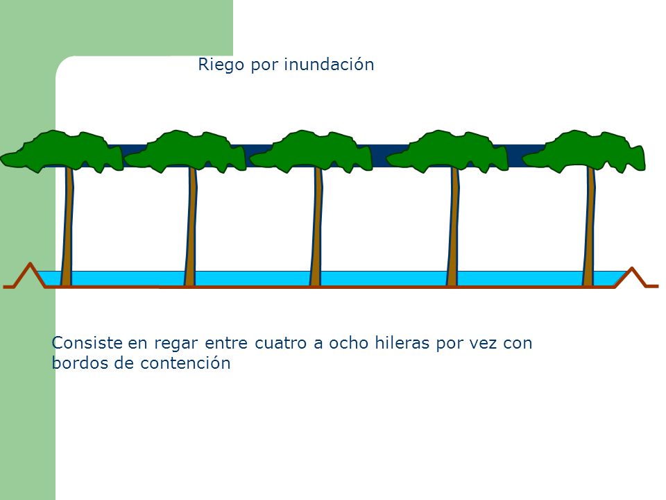 Riego por inundación Consiste en regar entre cuatro a ocho hileras por vez con bordos de contención