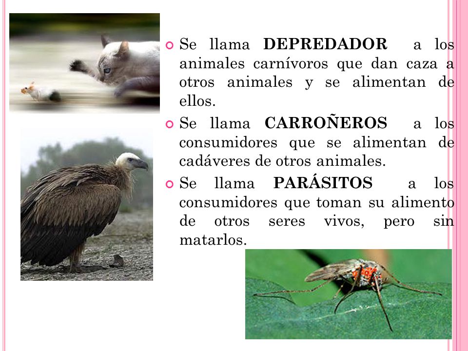 Se llama DEPREDADOR a los animales carnívoros que dan caza a otros animales y se alimentan de ellos.