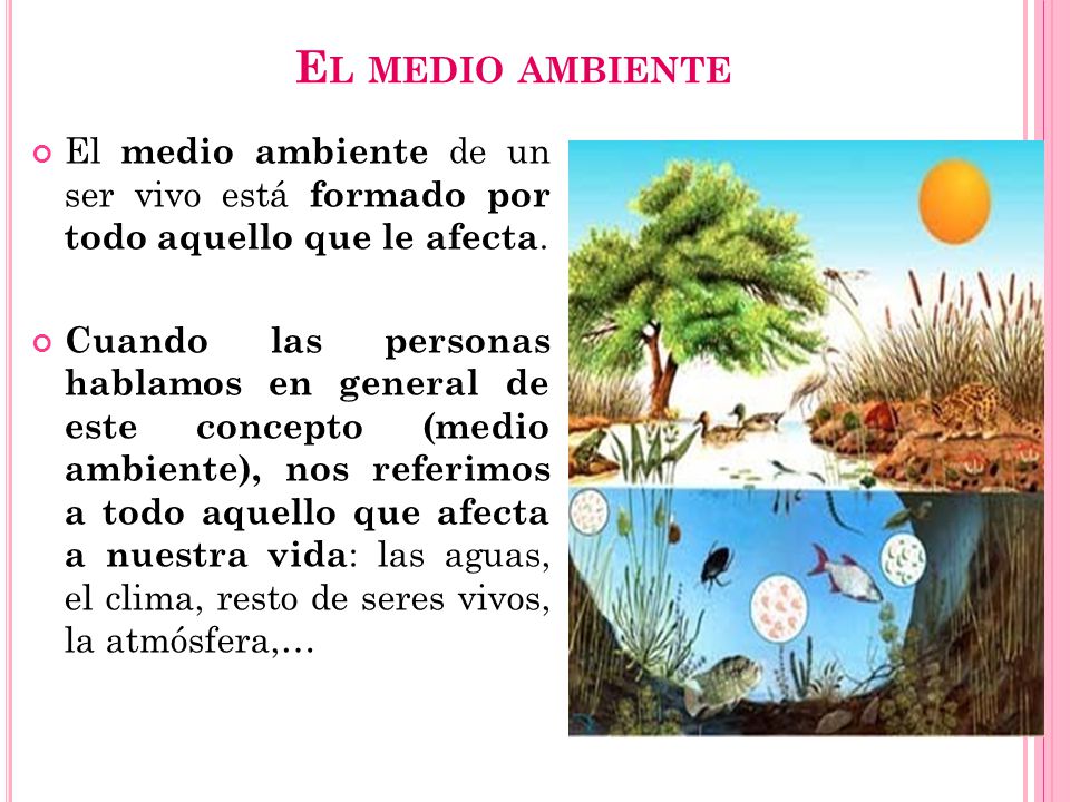 El medio ambiente El medio ambiente de un ser vivo está formado por todo aquello que le afecta.