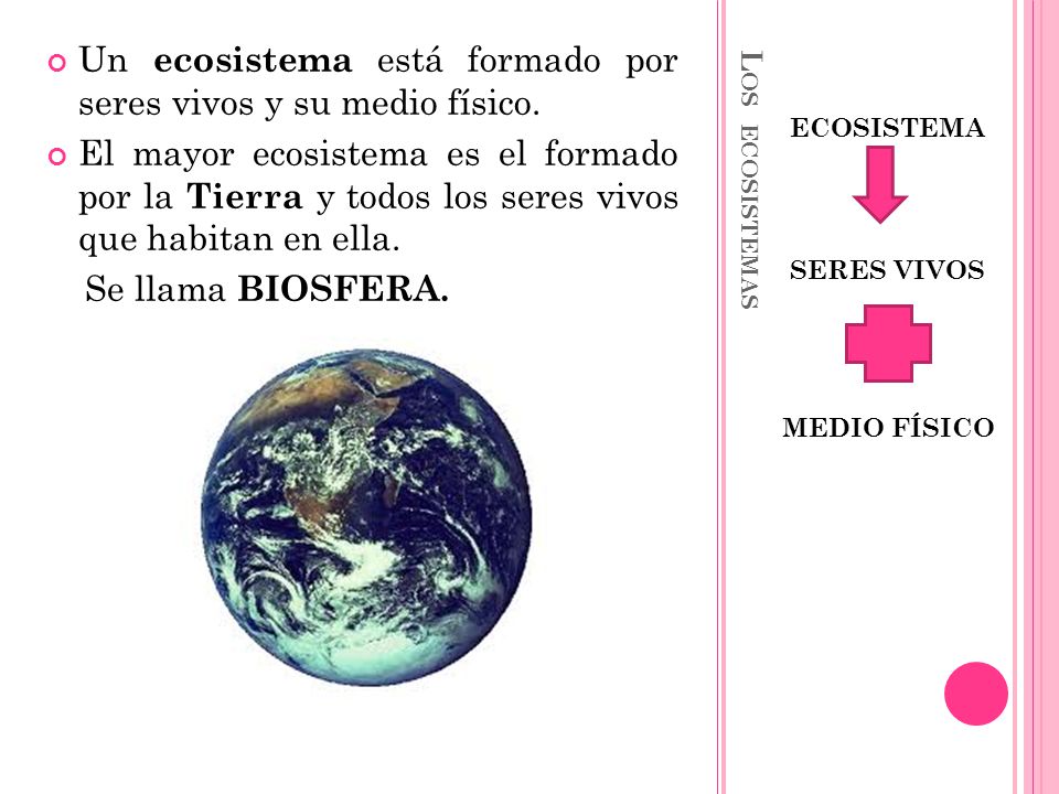 Un ecosistema está formado por seres vivos y su medio físico.