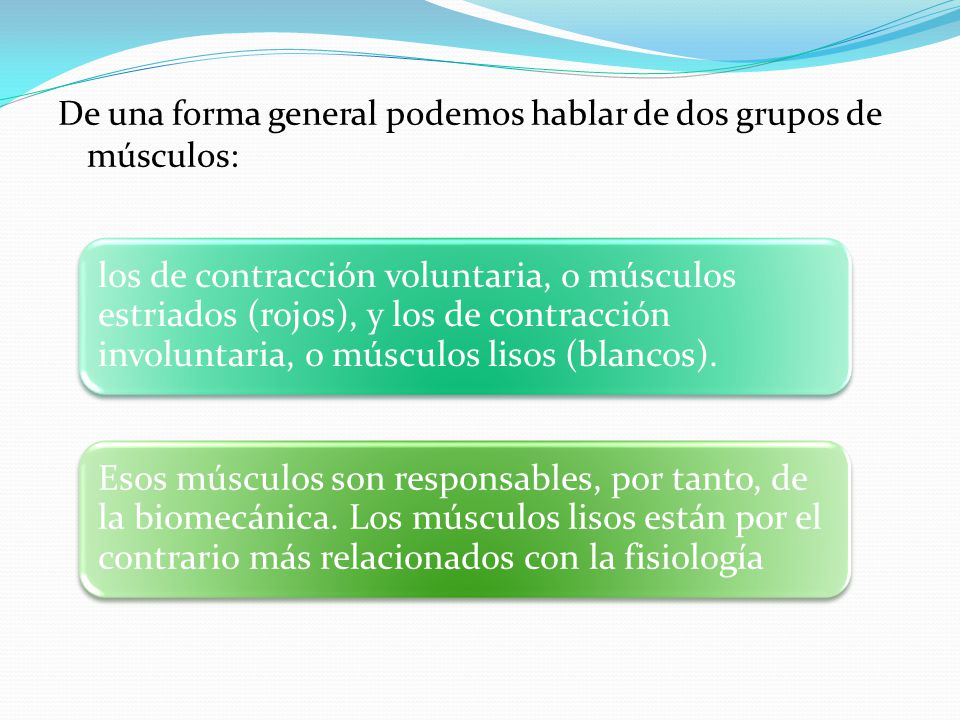 De una forma general podemos hablar de dos grupos de músculos: