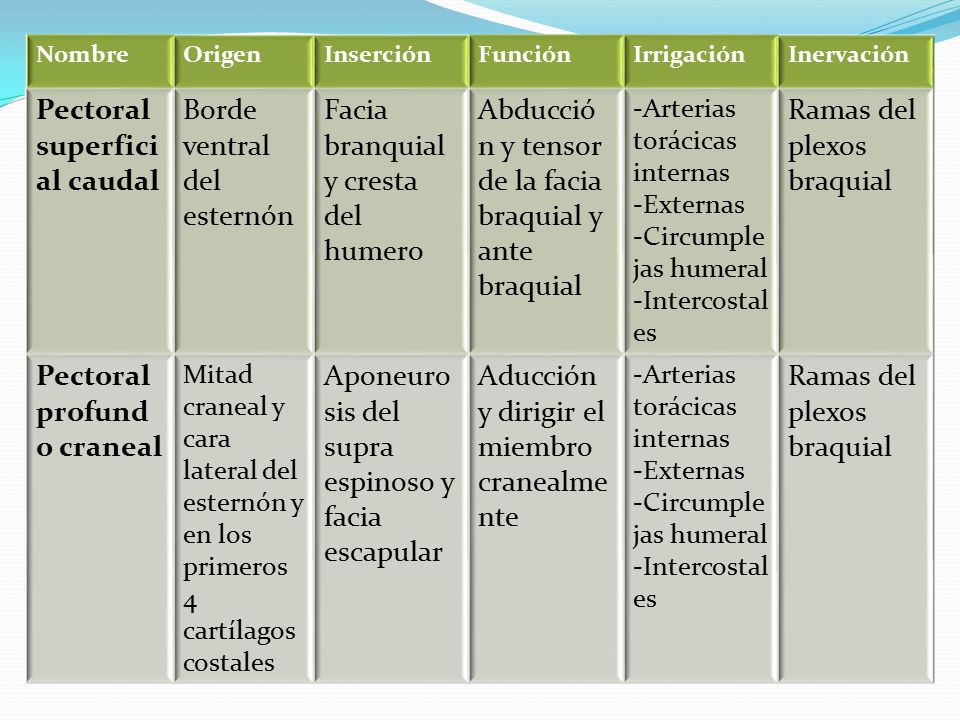 Pectoral superficial caudal Borde ventral del esternón