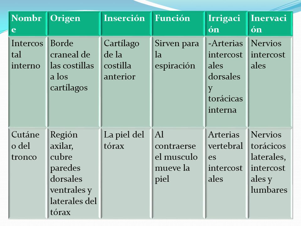 Nombre Origen. Inserción. Función. Irrigación. Inervación. Intercostal interno. Borde craneal de las costillas a los cartílagos.