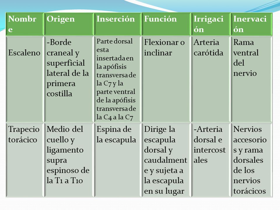 Borde craneal y superficial lateral de la primera costilla