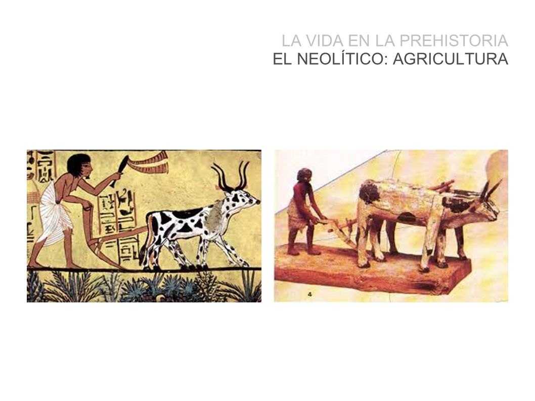 LA VIDA EN LA PREHISTORIA EL NEOLÍTICO: AGRICULTURA