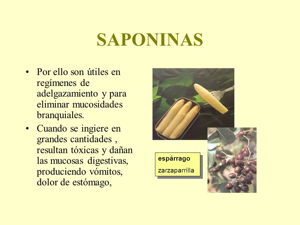 SAPONINAS Por ello son útiles en regímenes de adelgazamiento y para eliminar mucosidades branquiales.