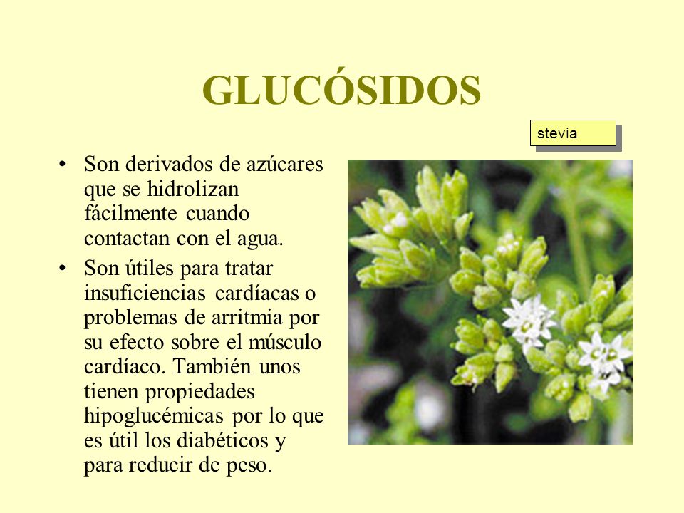 GLUCÓSIDOS stevia. Son derivados de azúcares que se hidrolizan fácilmente cuando contactan con el agua.