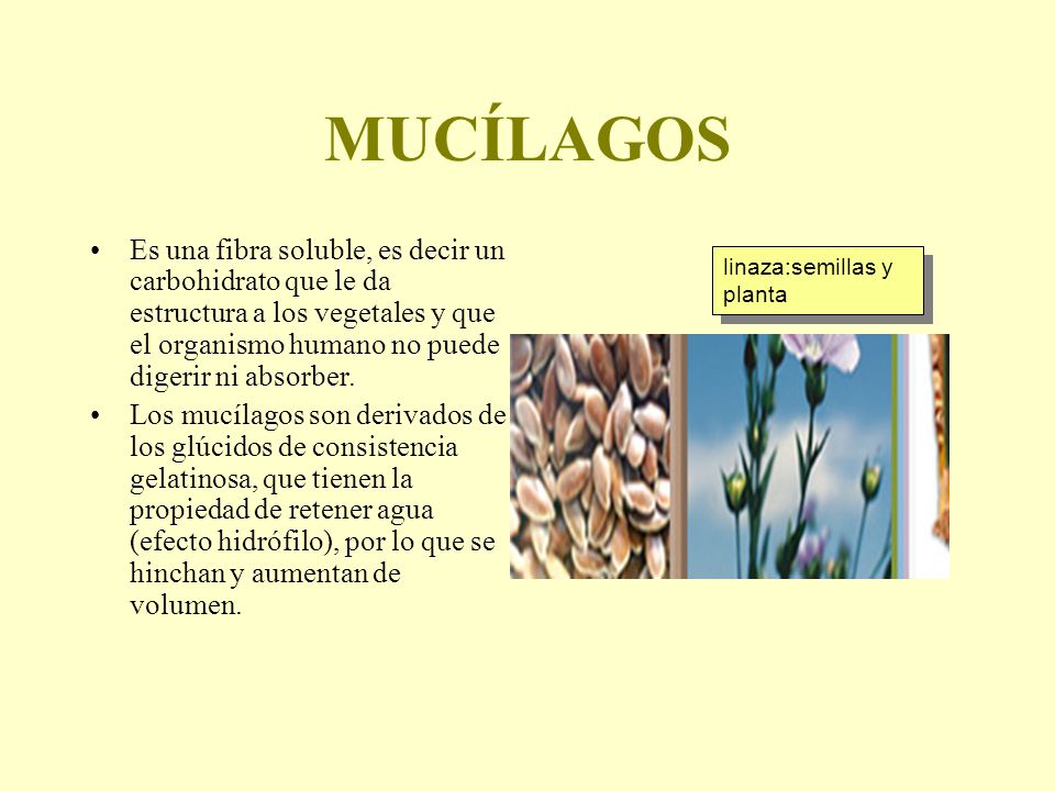 MUCÍLAGOS Es una fibra soluble, es decir un carbohidrato que le da estructura a los vegetales y que el organismo humano no puede digerir ni absorber.
