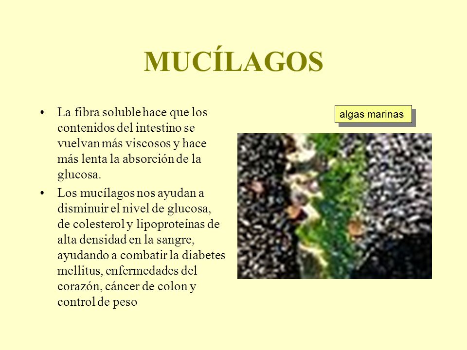 MUCÍLAGOS La fibra soluble hace que los contenidos del intestino se vuelvan más viscosos y hace más lenta la absorción de la glucosa.