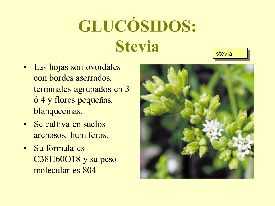 GLUCÓSIDOS: Stevia stevia. Las hojas son ovoidales con bordes aserrados, terminales agrupados en 3 ó 4 y flores pequeñas, blanquecinas.
