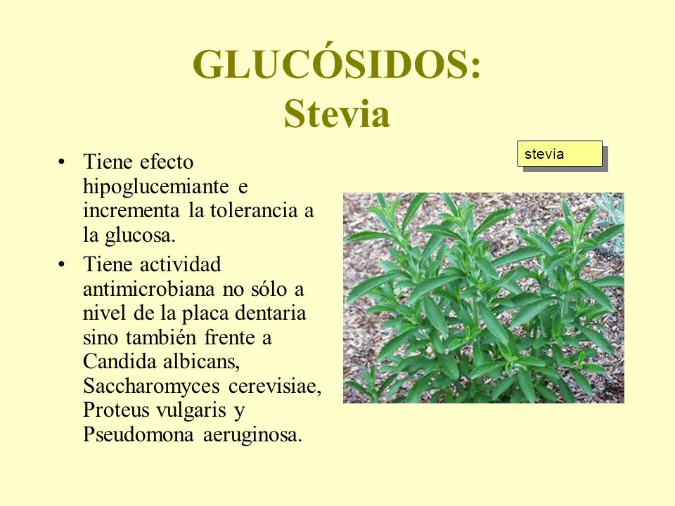 GLUCÓSIDOS: Stevia stevia. Tiene efecto hipoglucemiante e incrementa la tolerancia a la glucosa.